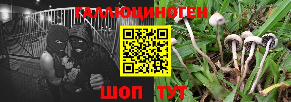 Псилоцибиновые грибы мухоморы Можайск